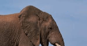 Omkar elephant spotted again in Goa after nearly 3 months