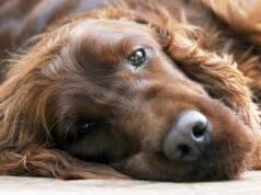 Nepal national caretaker booked for allegedly poisoning pet dogs in Porvorim
