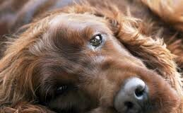 Nepal national caretaker booked for allegedly poisoning pet dogs in Porvorim