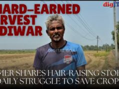 A Hard-Earned Harvest in Diwar