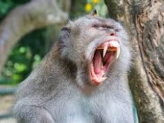 Lifesavers rescue 12, treats monkey-attack victim at Dudhsagar