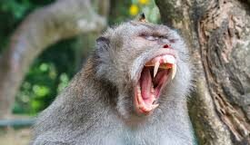 Lifesavers rescue 12, treats monkey-attack victim at Dudhsagar