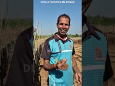 Diwar Farmers Keep Alive the Tradition of Growing the Famous Island Chilli