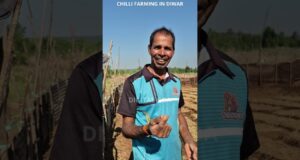 Diwar Farmers Keep Alive the Tradition of Growing the Famous Island Chilli