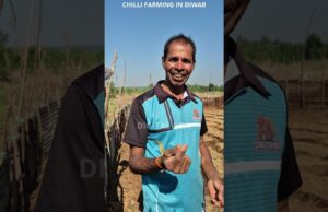 Diwar Farmers Keep Alive the Tradition of Growing the Famous Island Chilli