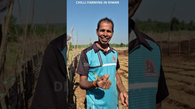 Diwar Farmers Keep Alive the Tradition of Growing the Famous Island Chilli