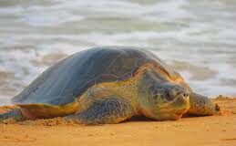 Olive Ridley turtle lays 157 eggs at Agonda Beach