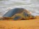 Olive Ridley turtle lays 157 eggs at Agonda Beach