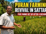 Unique Puran farming practice recreated in Sattari after four decades