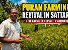 Unique Puran farming practice recreated in Sattari after four decades