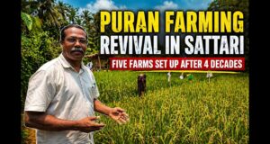 Unique Puran farming practice recreated in Sattari after four decades