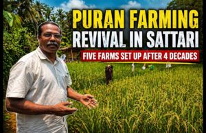 Unique Puran farming practice recreated in Sattari after four decades