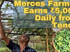 Merces Farmer Earns ₹5,000 Daily from Tendli