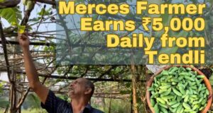 Merces Farmer Earns ₹5,000 Daily from Tendli