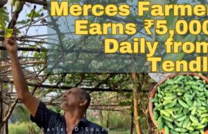 Merces Farmer Earns ₹5,000 Daily from Tendli