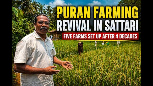 Unique Puran farming practice recreated in Sattari after four decades