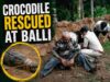 Crocodile rescued by villagers at Balli; handed over to Forest Department