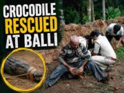 Crocodile rescued by villagers at Balli; handed over to Forest Department