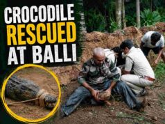 Crocodile rescued by villagers at Balli; handed over to Forest Department
