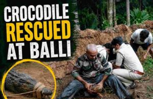 Crocodile rescued by villagers at Balli; handed over to Forest Department