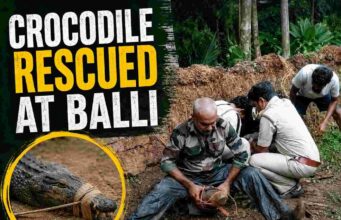 Crocodile rescued by villagers at Balli; handed over to Forest Department