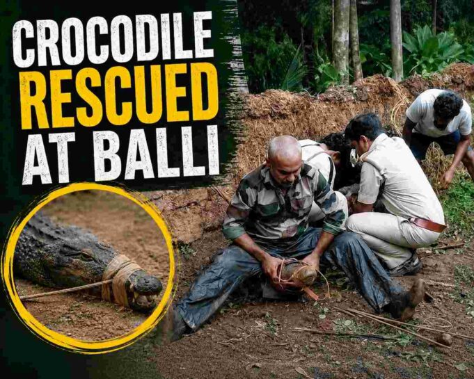 Crocodile rescued by villagers at Balli; handed over to Forest Department