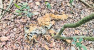 Tiger Death: Reports rule out poaching says Rane