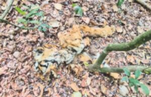 Tiger Death: Reports rule out poaching says Rane