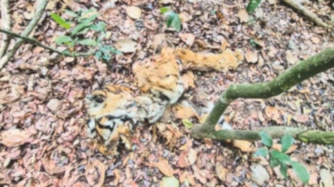 Tiger Death: Reports rule out poaching says Rane