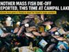 Mass fish die-off reported yet again, now at Campal Lake