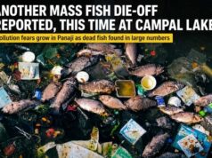 Mass fish die-off reported yet again, now at Campal Lake