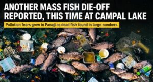 Mass fish die-off reported yet again, now at Campal Lake
