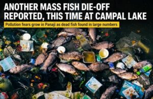 Mass fish die-off reported yet again, now at Campal Lake
