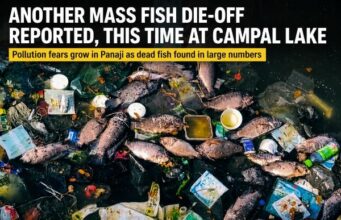 Mass fish die-off reported yet again, now at Campal Lake