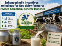 Enhanced milk incentives rolled out for Goa dairy farmers; revised Kamdhenu scheme launched