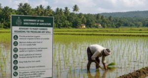Agriculture department issues dry spell advisory for paddy farmers