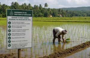 Agriculture department issues dry spell advisory for paddy farmers