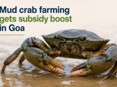 Mud crab farming gets subsidy boost in Goa