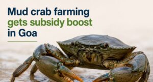 Mud crab farming gets subsidy boost in Goa