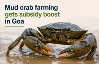 Mud crab farming gets subsidy boost in Goa