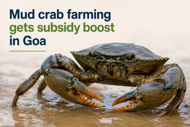 mud crab