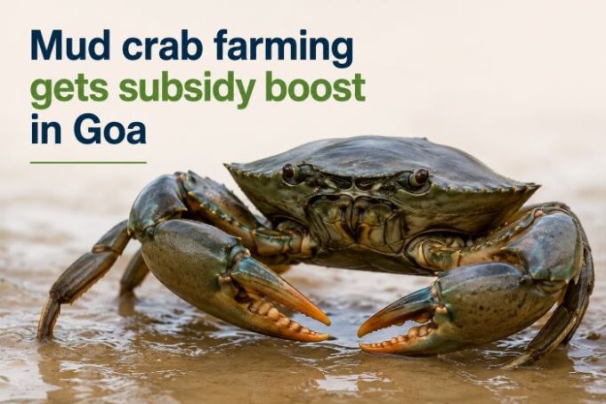 Mud crab farming gets subsidy boost in Goa