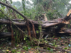 House damaged after huge banyan tree crashes onto house at Pernem