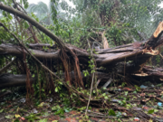 House damaged after huge banyan tree crashes onto house at Pernem