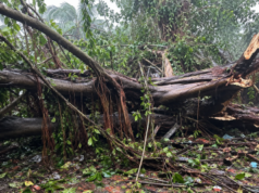 House damaged after huge banyan tree crashes onto house at Pernem