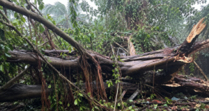 House damaged after huge banyan tree crashes onto house at Pernem