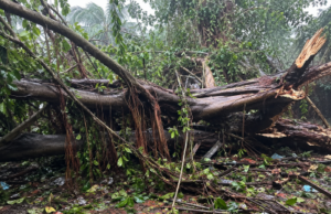 House damaged after huge banyan tree crashes onto house at Pernem