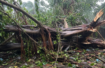 House damaged after huge banyan tree crashes onto house at Pernem