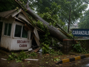 Security guard killed after tree falls on cabin at Caranzalem