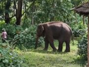 Elephant Omkar’s return towards Pernem worries farmers ahead of Ganesh Chaturthi